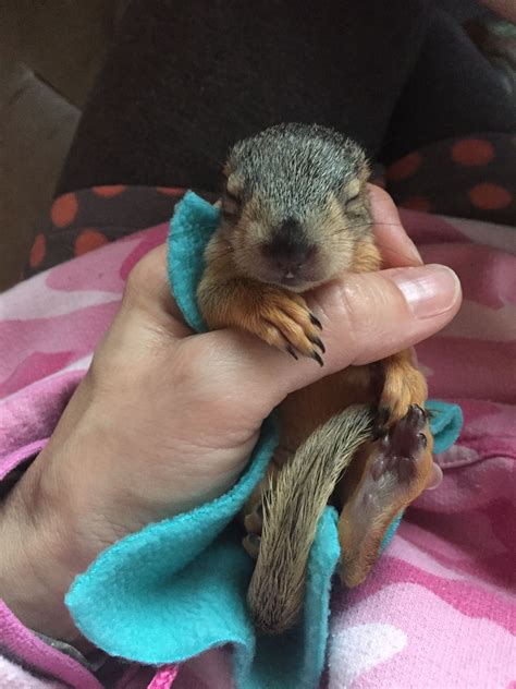 My primary reference was a study called social behavior and foraging ecology of the eastern chipmunk (tamias striatus) in the adirondack mountains, by lang elliot, and published by the smithsonian institution in 1978. Rescue baby squirrel | Baby squirrel, Squirrel, Animals