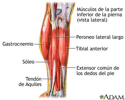 Remedio casero para la infección en las vías urinarias. Músculos de la pierna inferior: MedlinePlus enciclopedia ...