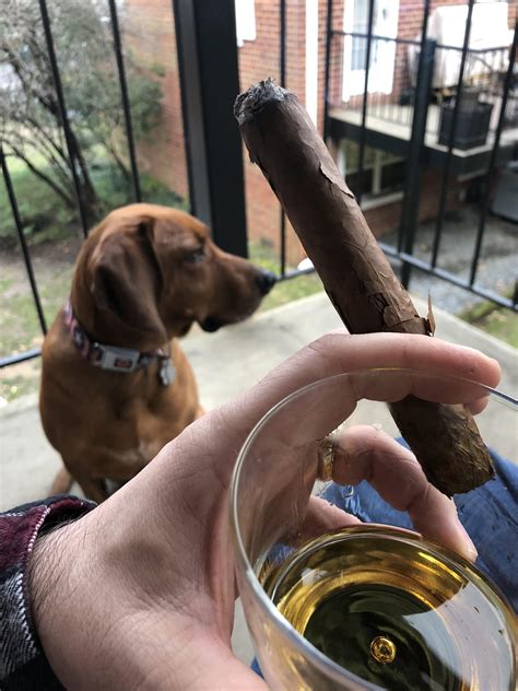 Have a good afternoon in french. The dog and I have a good afternoon : cigars