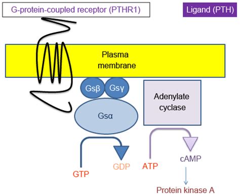 This review is timely given the 2018 publication of the first international consensus statement for the diagnosis and management of pseudohypoparathyroidism (php) and related disorders. Pseudohypoparathyroidism - Etiology | BMJ Best Practice