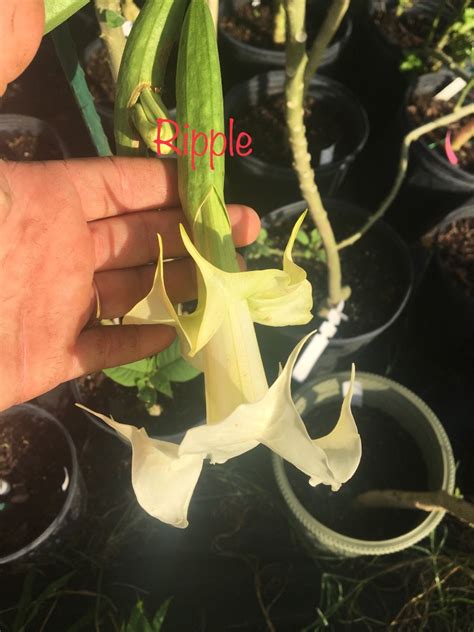 Ripple markets close at 9am on saturday aedt, then. Ripple - Brugmansia Growers International