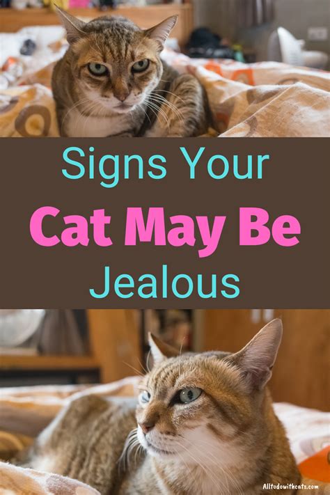 Signs that your cat is jealous! Pin on Cat Behavior Explained