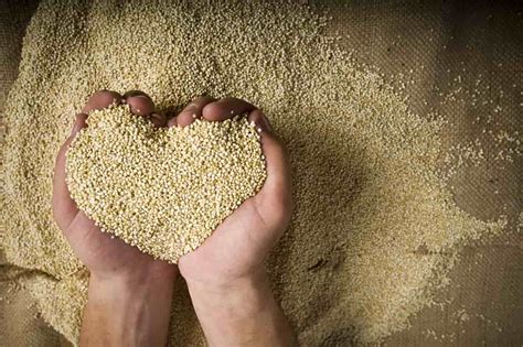 In questa pagina troverete la ricetta per interpretare la quinoa. Cosa cucinare con la quinoa: 5 ricette facili e golose VIDEO
