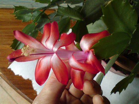 *si l'annonce est toujours là, le produit est disponible. Schlumbergera (cactus de Noël) : faire des boutures ...