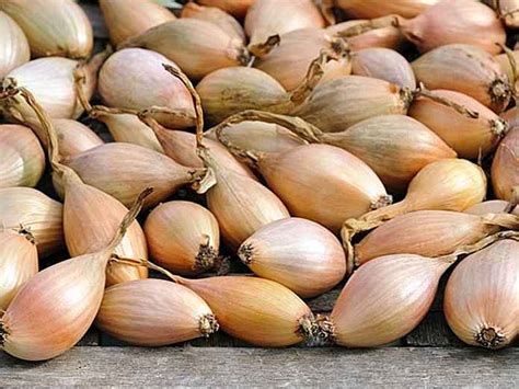 Cipolla e scalogno sono entrambi i tipi di verdure più utilizzati al mondo. 3 migliori sostituti per gli scalogni - it ...