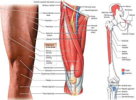 Fmg = female muscle growth. Muscle Anatomy - Skeletal Muscles - Groin Muscles - Calf ...
