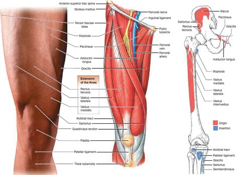 The accompanying muscle diagram reveals the muscles' positions beneath the surface. Muscle Anatomy - Skeletal Muscles - Groin Muscles - Calf ...