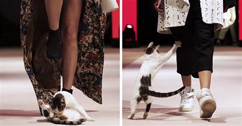 Cat Gave A Whole New Fascinating Meaning To A Fashion Show When It ...