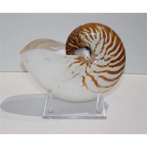 Museum quality display aids.4facets.com carry a wide array of display stands that are perfect for all your collectibles as presentation is everything when displaying your cherished collectable sea shells. Specimen Nautilus Shell With Amber Striping on Lucite ...