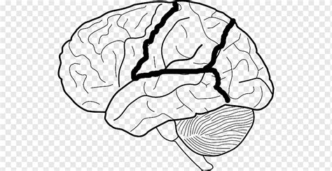 Nervous system diagrams diagrams allow students to easily visualize the anatomy of human body structures. Blank Nervous System Diagram / Worksheets On Nervous System For Grade Kids Biology Worksheet ...