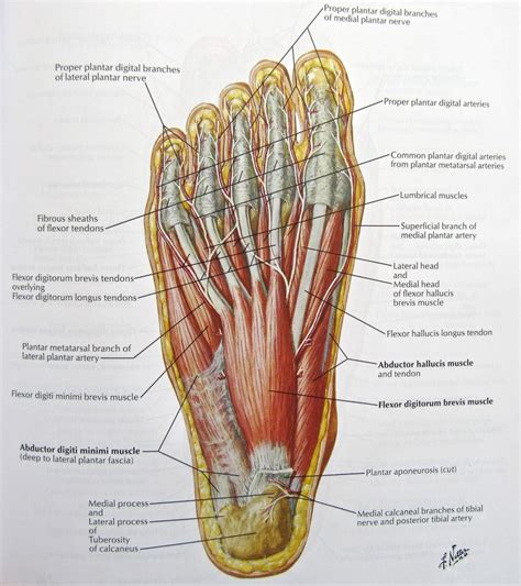 The tendon continues past the patella to attach into the tibial tuberosity of the tibia; Foot Nerves Anatomy Pictures: Diagram Of Nerves In Foot ...