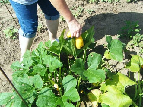 They're another good appetizer to make, as they're easy and most of the ingredients you should have in your pantry! An Introduction to Vegetable Gardening ⋆ Moth and Rust DIY