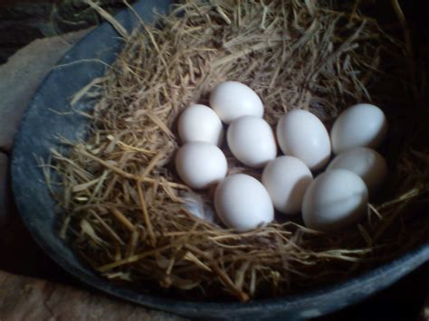 Ayam kate sebenarnya sejumlah kecil dari jenis ayam. monggo pinarak: AYAM KATE EMAS