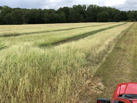 Integrated pest management, or ipm, is a type of pest management. Pecan Variety Trials Set to Begin at Vidalia Onion and ...