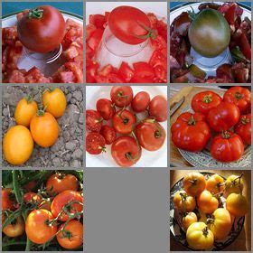 Cherokee purple is one of the most favorite purple tomatoes. Favorite Canning Tomatoes Collection- Certified Organic ...