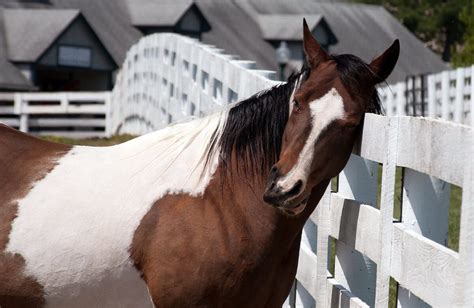How Omega-3s Can Soothe Your Horse's Skin Issues - Wellpride