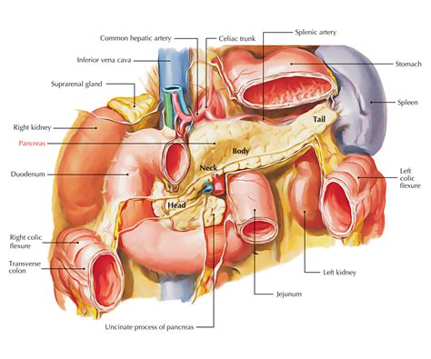 It connects the stomach to the jejunum. Easy Notes On 【Pancreas】Learn in Just 4 Minutes! - Earth's Lab