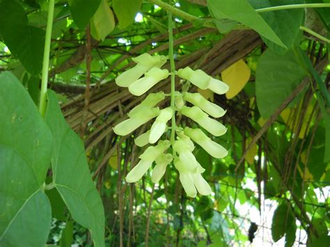 Ia mempunyai banyak nama dalam bahasa inggeris termasuk fava bean, broad bean, english bean, horse bean, dan pigeon bean. KENALI POKOK SAYANGI POKOK: KACANG PARANG