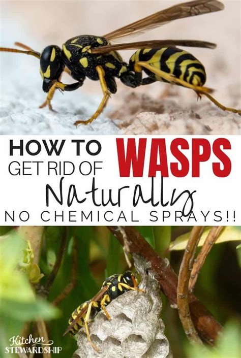 If you're dining outdoors, an inexpensive popup tent cover for your food wasps don't live on sweets alone — they will also seek out protein sources, so keep your burgers and hot dogs covered during your picnic. Pin on Natural Home