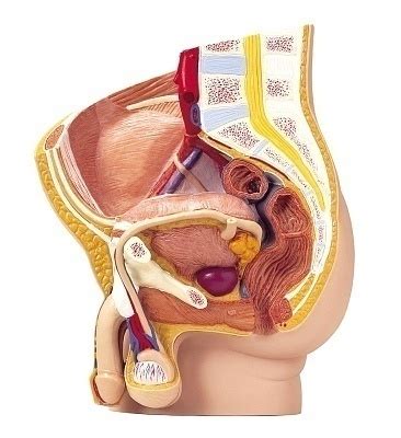But men with testicular cancer. Testicular Cancer Symptoms