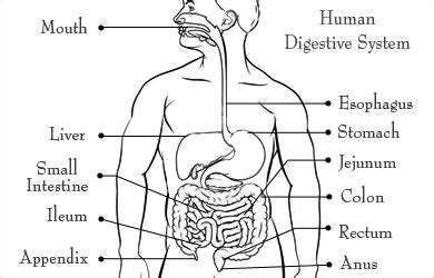 This tubular structure is sometimes known as large bowel or the large intestine as a single unit covers the abdominal cavity. Ileostomy - Types, Tests Required, Benefits and Risks