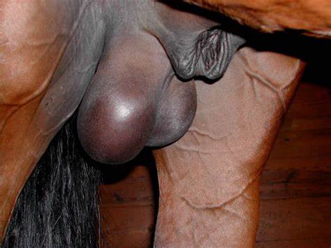 Sexy horse boner and balls images num. 