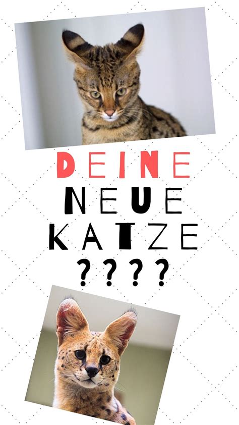 Vielen menschen wohnen in einer wohnung und haben (trotzdem) den wunsch sich einen hund anzuschaffen. Savannah-Katzen in der Wohnung halten - Darf man das ...