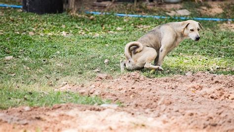 A trip to the park might also spark him into moving more. How can you tell if a dog is constipated > MISHKANET.COM
