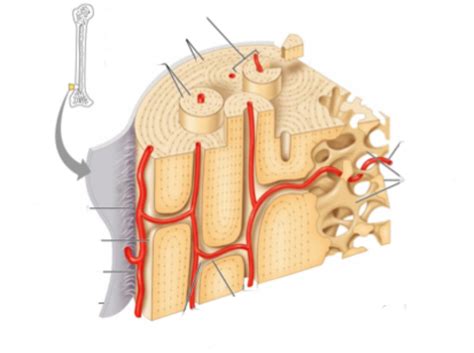 Long bone type in the upper arm. Fruit: Microscopic Structure Of Compact Bone