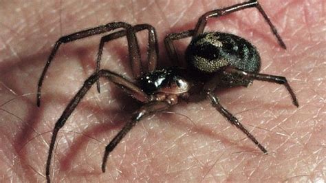 False widow spiders often appear in news stories about spider bites, typically in early autumn. False widow spiders close seventh London school - BBC News