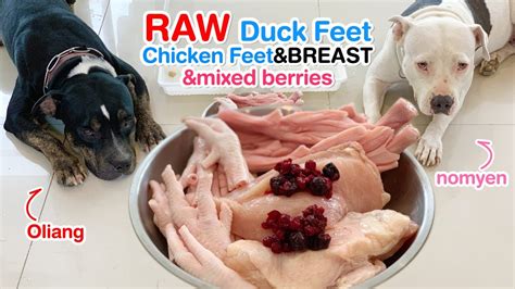 This fruit is a great healthy snack for dogs. Pit Bulls eat RAW Chicken breast+feet, duck feet & mixed ...