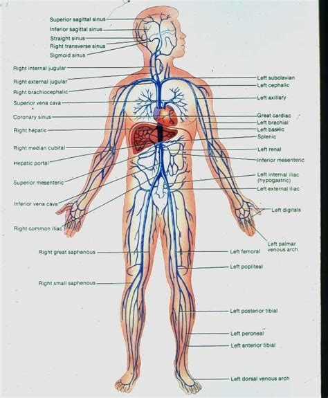 Correctly label the following major systemic arteries. Human veins | Body diagram, Human body diagram, Arteries ...