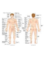 Review body parts and numbers. body-parts-english-to-urdu-parts-name-all-parts-of-the ...