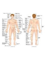 Human body woman posterior view. body-parts-english-to-urdu-parts-name-all-parts-of-the ...