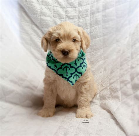 $100 additional for female mini labradoodle. Australian Labradoodle Pricing and Payment Options ...