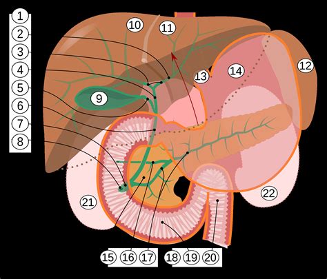 Learn about its function, parts, location on the body, and conditions that affect the liver, as well as. Diagram Of The Liver - exatin.info