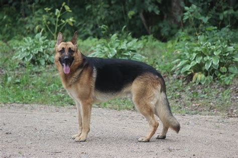 We strive to select the perfect we have continuous service after the sale of our dogs. German Shepherd puppies for sale