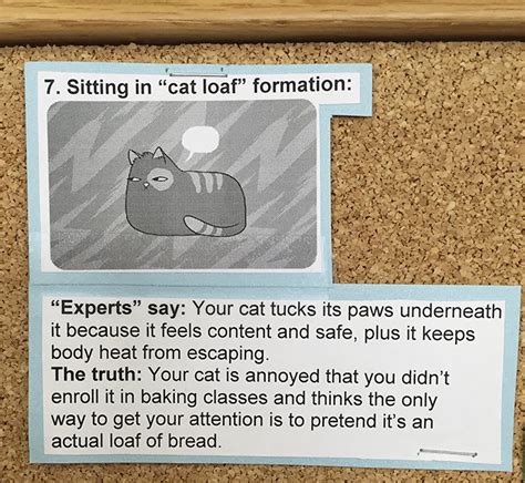 Our bakeware category offers a great selection of bread & loaf pans and more. Vet Put Signs Explaining 15 Most Common Cat Behaviours ...