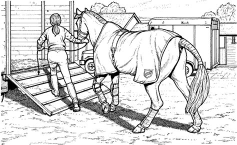 Ausmalbilder pferde mit reiterin : ausmalbilder pferde 11 | Horse coloring pages, Farm animal ...