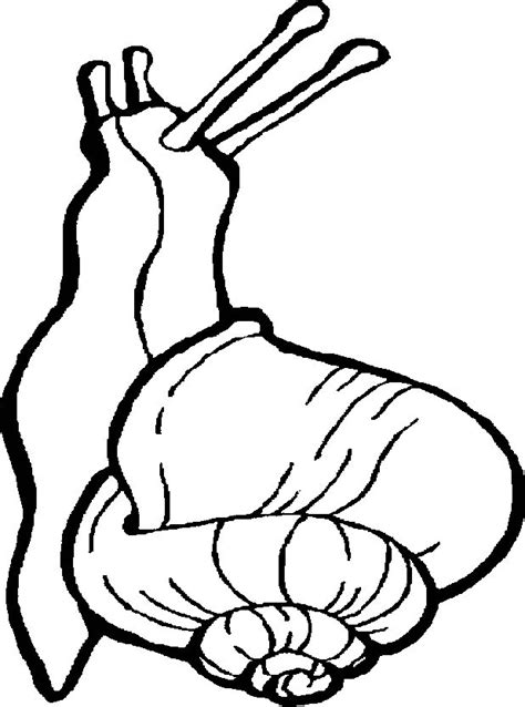 Search through 52583 colorings, dot to dots, tutorials and silhouettes. Coloring Page Animal Coloring Page Snail | PicGifs.com