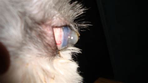 Cats are rarely affected with endothelial dystrophy or senile endothelial degeneration. geetasharmavet: OXI - CORNEAL ULCER AND DESCEMETOCELE