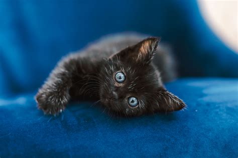 Subreddit for the san diego community of pokémon go. Our Foster Kittens: 14 Kittens from the SD Humane Kitten ...