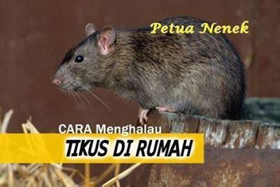 Sts mouse trap @kertas gam tikus 20's. Kutukan Dewata: Cara Menghalau Tikus Di Rumah!!!