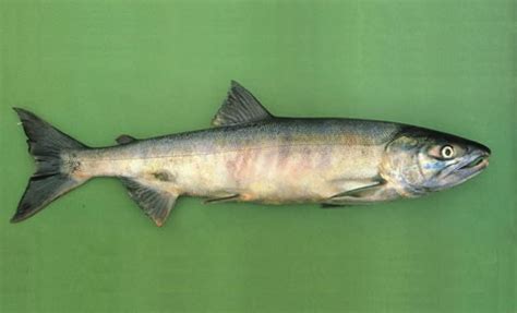 Oncorhynchus keta infra manok abramov, 1948: Chum Salmon (Oncorhynchus keta) · iNaturalist.org