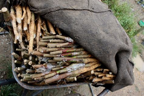 Need the translation of galli cantum in english but even don't know the meaning? "Hevea rubber bare-root budded stumps" | Bukit Kuang ...