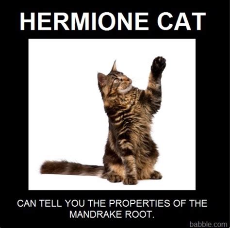 Harry's faithful pet snowy owl, and aside from hagrid, his first friend in the magical world. Hermione Cat Answers Question!!!😂😂😂😂 | Hermione's cat, Cats, Cat memes