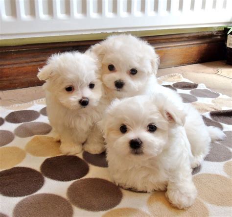 These maltese terrier puppies for sale near me are gentle and fearless dog breeds; Maltese Puppies For Sale | Indianapolis, IN #213655