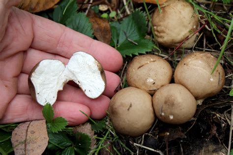 If you want to hunt for an edible puffball mushroom then watch our video at the end of this film to properly identify an edible one. Foraging Puffball Mushrooms