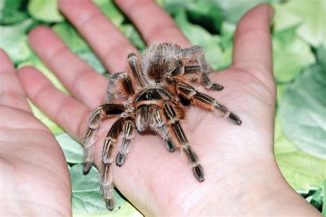 Lasiodora parahybana (brasilianische riesenvogelspinne) ist eine vogelspinne, die in ihrer heimat brasilien im regenwald lebt und dort wohnröhren in den boden gräbt. Brasilien-Riesenvogelspinne-01.jpg