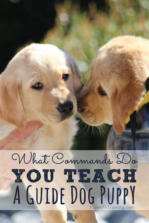 As an example, enter touch /home/username/documents/web.html to create an html file. What Commands Do You Teach a Guide Dog?